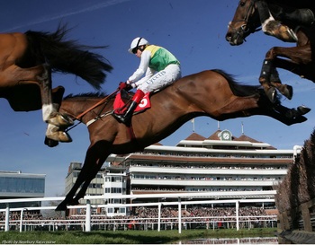 Do you own a former racehorse? Do you own a former racehorse?